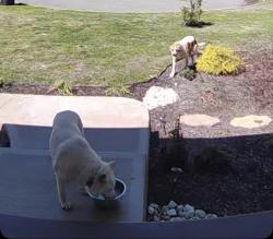 Found/Stray Unknown Dog last seen New center area, Sevier County, TN 37876