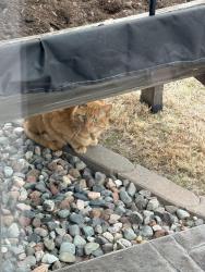 Found/Stray Unknown Cat last seen Northwest Park, Eau Claire, WI 54703