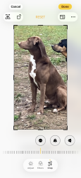Lost Male Dog last seen Cannonsburg Road close to Fairlawn Court, Catlettsburg, KY 41129