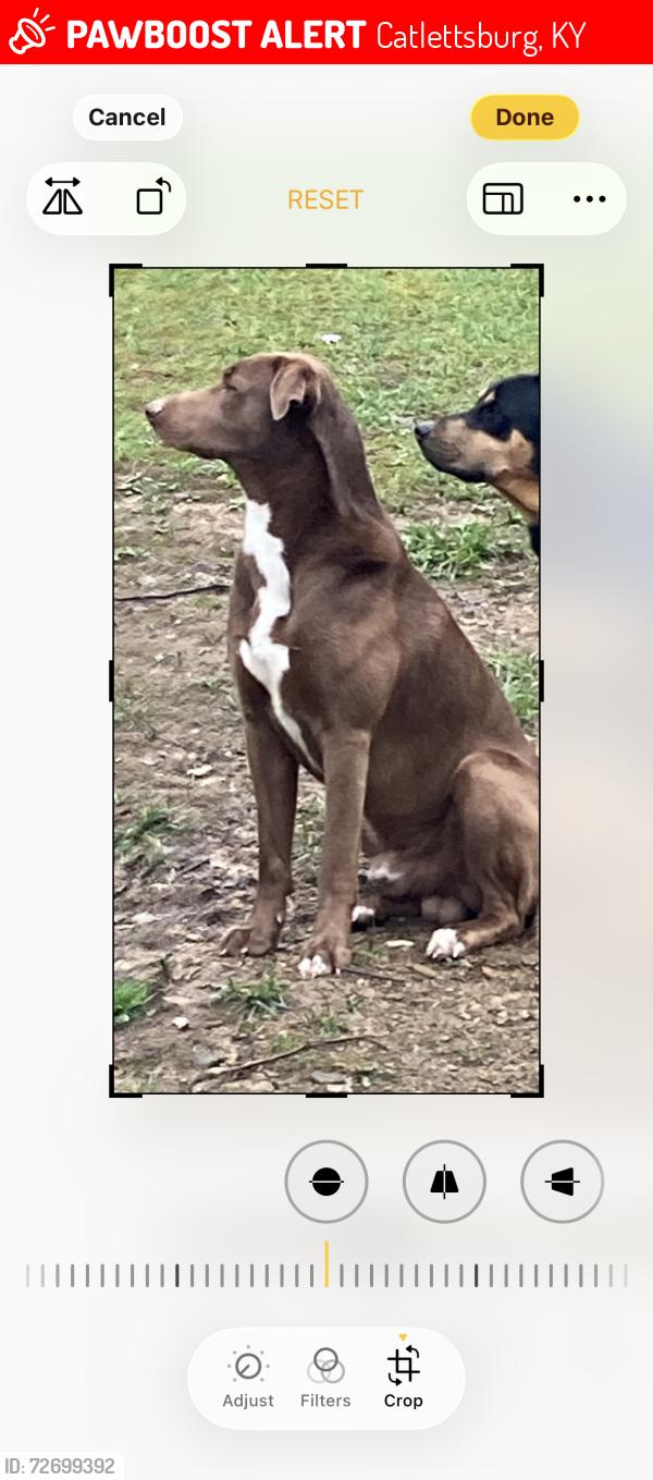 Lost Male Dog last seen Cannonsburg Road close to Fairlawn Court, Catlettsburg, KY 41129