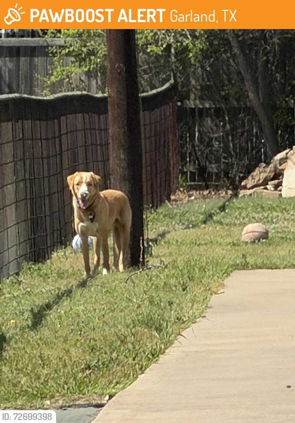Found/Stray Unknown Dog last seen Murphy Rd. And Talley Rd., Garland, TX 75048