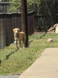 Found/Stray Unknown Dog last seen Murphy Rd. And Talley Rd., Garland, TX 75048