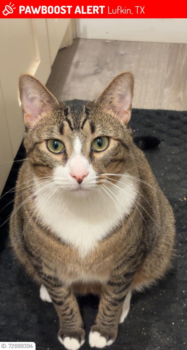 Lost Male Cat last seen Woodlawn circle, Lufkin, TX 75904
