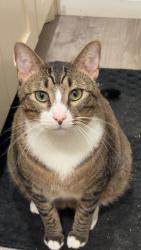 Lost Male Cat last seen Woodlawn circle, Lufkin, TX 75904