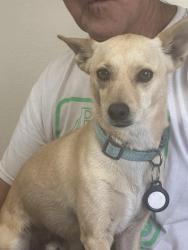 Lost Male Dog last seen Mill road and jarales road, Jarales, NM 87023