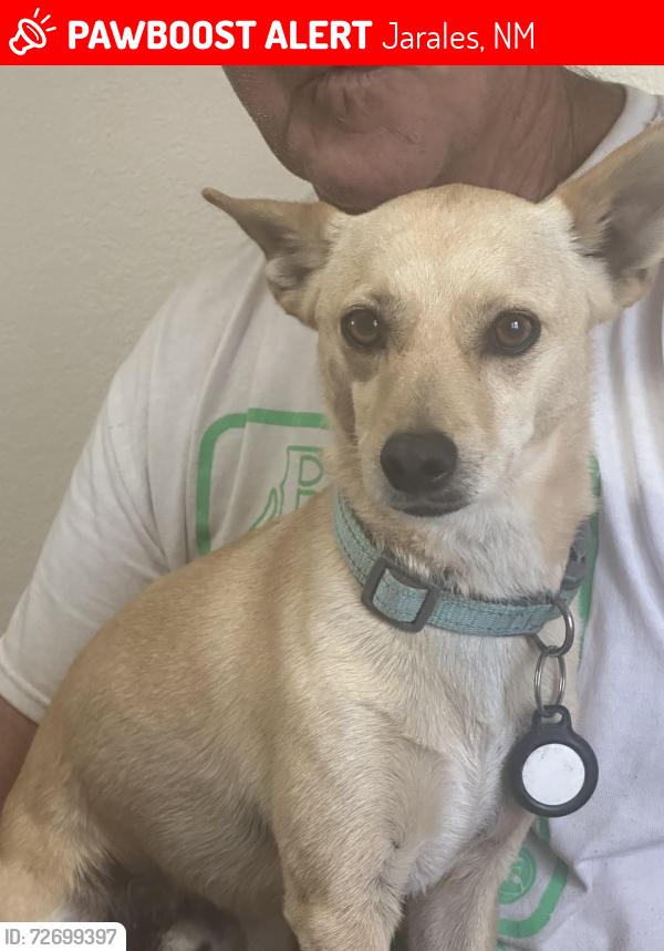 Lost Male Dog last seen Mill road and jarales road, Jarales, NM 87023