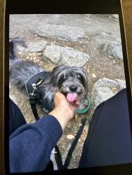 Lost Male Dog last seen Stinky has been spotted by the churches on la cadena and alove and also the church on laurel near the underpass in colton., Colton, CA 92324
