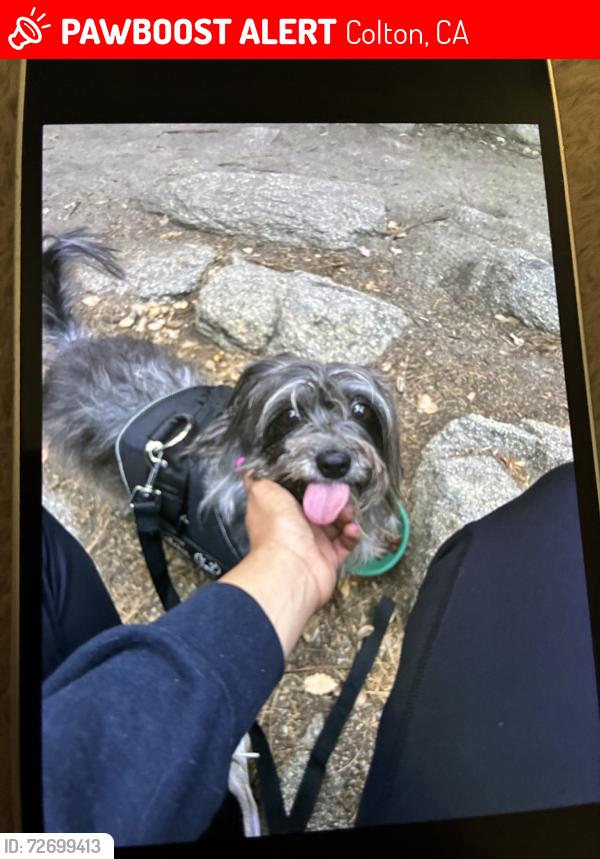Lost Male Dog last seen Stinky has been spotted by the churches on la cadena and alove and also the church on laurel near the underpass in colton., Colton, CA 92324