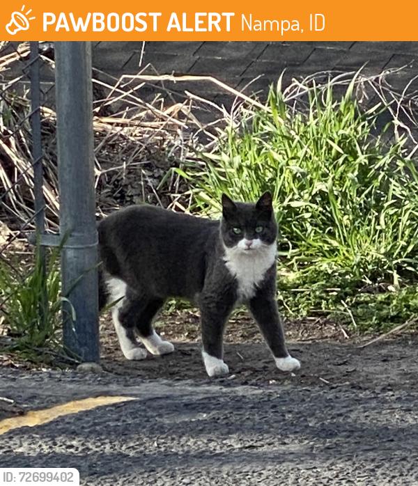 Found/Stray Unknown Cat last seen South Nampa, Nampa, ID 83651
