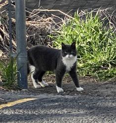 Found/Stray Unknown Cat last seen South Nampa, Nampa, ID 83651