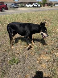 Found/Stray Male Dog last seen Avenue, setter , Nolanville, TX 76559