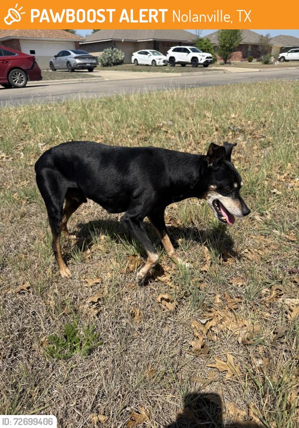 Found/Stray Male Dog last seen Avenue, setter , Nolanville, TX 76559