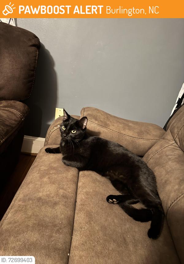 Found/Stray Female Cat last seen Williamson street, Burlington, NC 27216