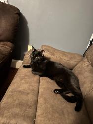 Found/Stray Female Cat last seen Williamson street, Burlington, NC 27216