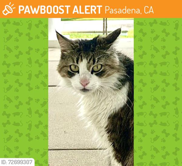 Found/Stray Unknown Cat last seen Gordon Terrace, Waverly Dr, S Orange Grove Ave, Pasadena, CA 91105