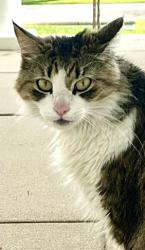 Found/Stray Unknown Cat last seen Gordon Terrace, Waverly Dr, S Orange Grove Ave, Pasadena, CA 91105