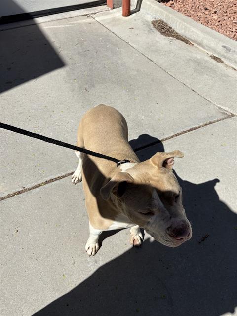Shelter Stray Male Dog last seen Near BLOCK S 6740 W, WEST VALLEY CITY UT 84128, 4522 W 3500 S, West Valley City, UT 84120, USA