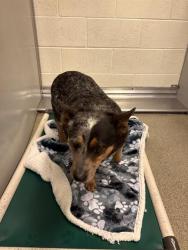 Shelter Stray Female Dog last seen Near BLOCK S 6740 W, WEST VALLEY CITY UT 84128, 4522 W 3500 S, West Valley City, UT 84120, USA