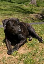 Found/Stray Male Dog last seen Martha Berry, McDonald St., Desoto, John Davenport , Rome, GA 30165