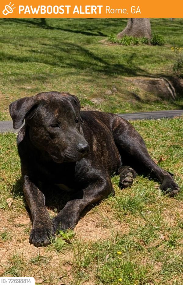 Found/Stray Male Dog last seen Martha Berry, McDonald St., Desoto, John Davenport , Rome, GA 30165