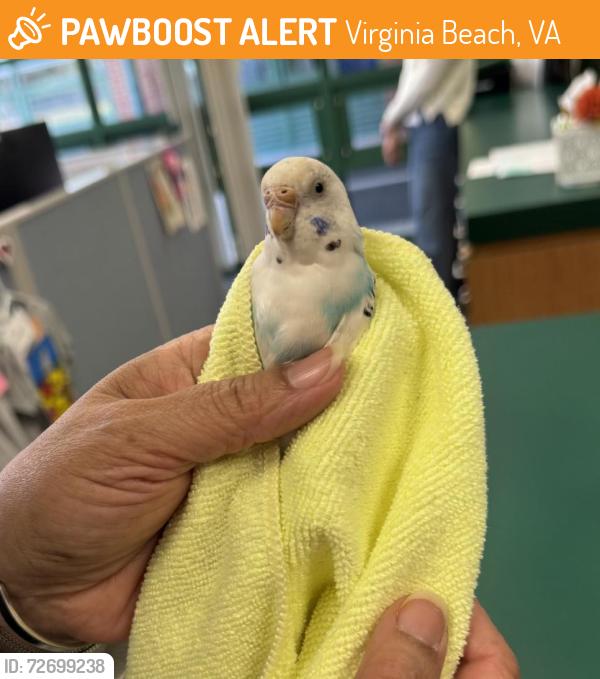 Found/Stray Unknown Bird last seen Strawbridge Elementary School in Virginia Beach, VA, Virginia Beach, VA 23456