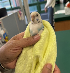 Found/Stray Unknown Bird last seen Strawbridge Elementary School in Virginia Beach, VA, Virginia Beach, VA 23456