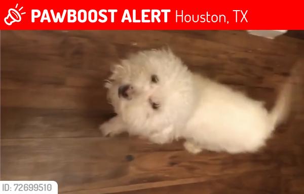 Lost Female Dog last seen Suttonford, Houston, TX 77066