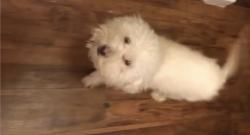 Lost Female Dog last seen Suttonford, Houston, TX 77066