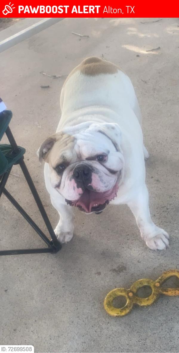 Lost Male Dog last seen Near E Filmore Ave, Alton, TX 78573