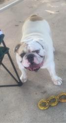 Lost Male Dog last seen Near E Filmore Ave, Alton, TX 78573