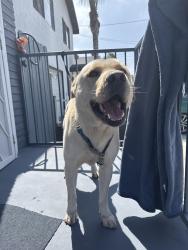 Found/Stray Male Dog last seen Near Cerritos ave , Long Beach, CA 90802