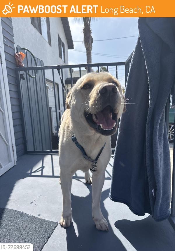 Found/Stray Male Dog last seen Near Cerritos ave , Long Beach, CA 90802