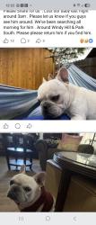 Lost Male Dog last seen Windy Hill/ Park South Dr, Kyle, TX 78640