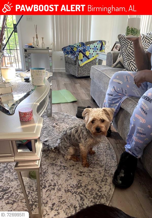 Lost Male Dog last seen Trenton and Mexico Ave , Birmingham, AL 35224
