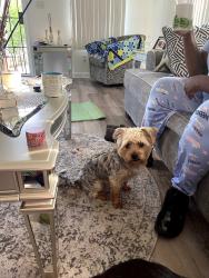 Lost Male Dog last seen Trenton and Mexico Ave , Birmingham, AL 35224