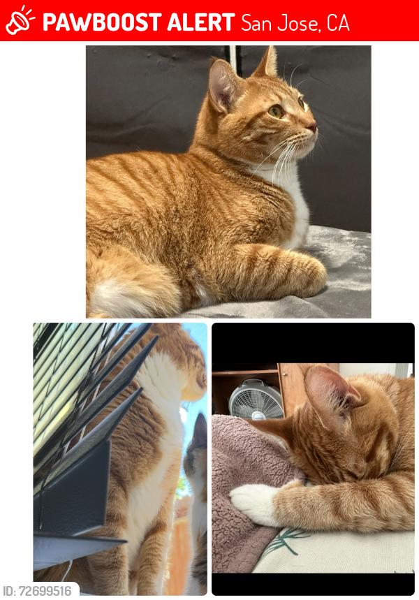 Lost Male Bird last seen CA 95134, San Jose, CA 95133