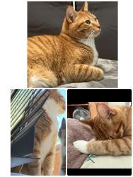Lost Male Bird last seen CA 95134, San Jose, CA 95133