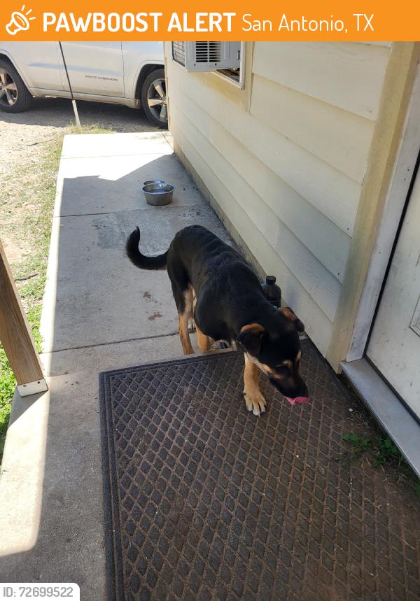 Found/Stray Male Dog last seen Stuart rd, San Antonio, TX 78223