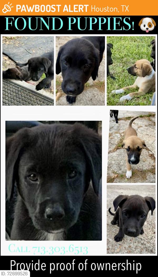 Found/Stray Male Dog last seen Near , Houston, TX 77022