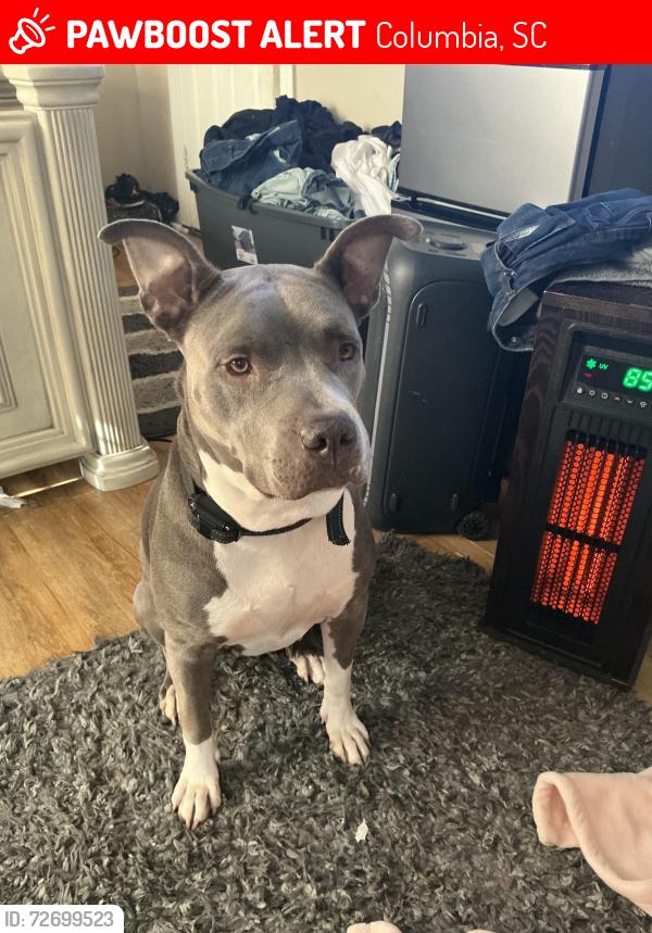 Lost Female Dog last seen bush river, Columbia, SC 29210