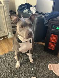 Lost Female Dog last seen bush river, Columbia, SC 29210