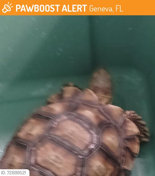 Found/Stray Unknown Reptile last seen Florida 46 near Geneva Wilderness Area, Geneva, FL 32732