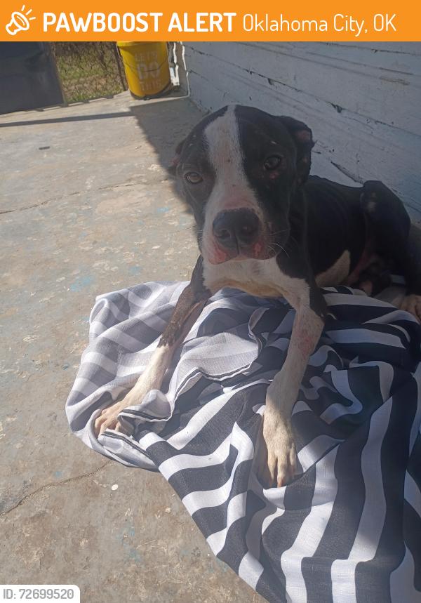 Found/Stray Male Dog last seen By willrogers courts, Oklahoma City, OK 73108