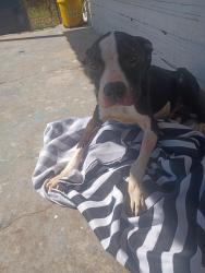 Found/Stray Male Dog last seen By willrogers courts, Oklahoma City, OK 73108