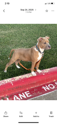 Lost Male Dog last seen Studio 6 Irving, Irving, TX 75063