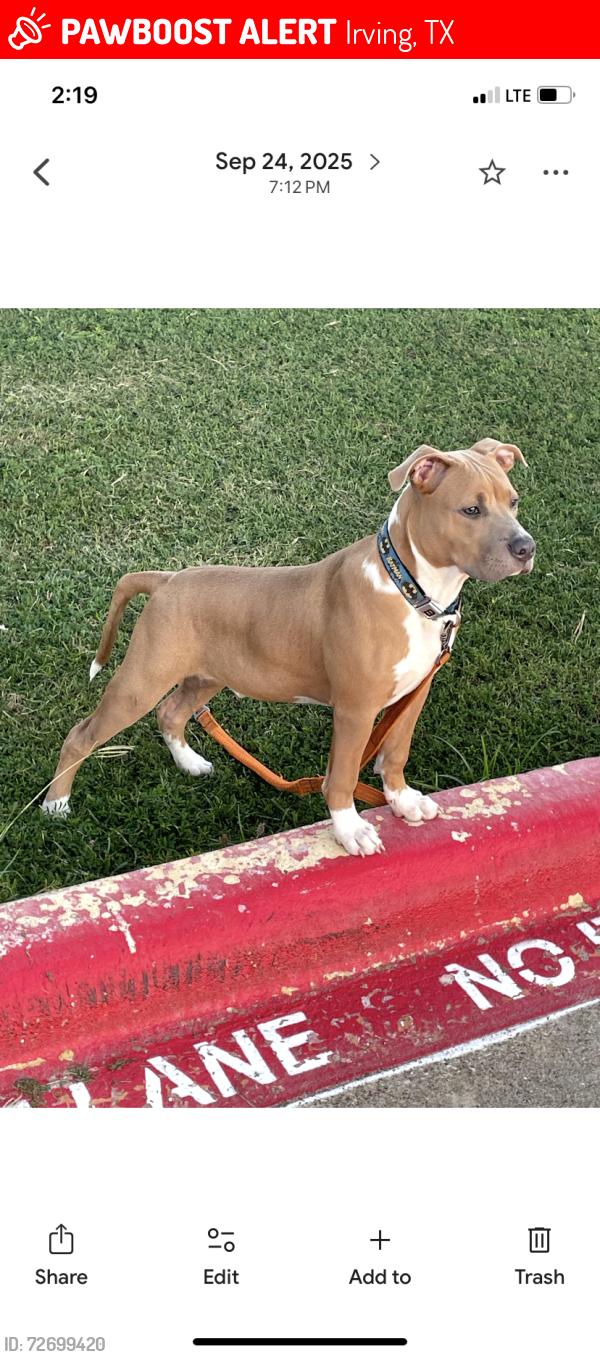 Lost Male Dog last seen Studio 6 Irving, Irving, TX 75063