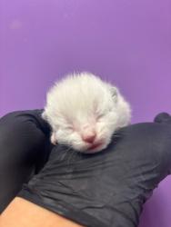 Shelter Stray Male Cat last seen El Paso, TX 79905, Fort Bliss, TX 79906