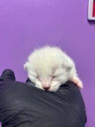 Shelter Stray Female Cat last seen El Paso, TX 79905, Fort Bliss, TX 79906