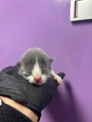 Shelter Stray Male Cat last seen El Paso, TX 79902, Fort Bliss, TX 79906