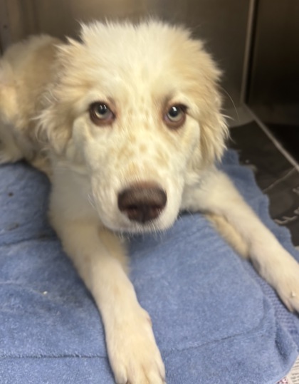 Shelter Stray Female Dog last seen DeKalb Industrial North Decatur, GA 30033, 30033, GA, Atlanta, GA 30341